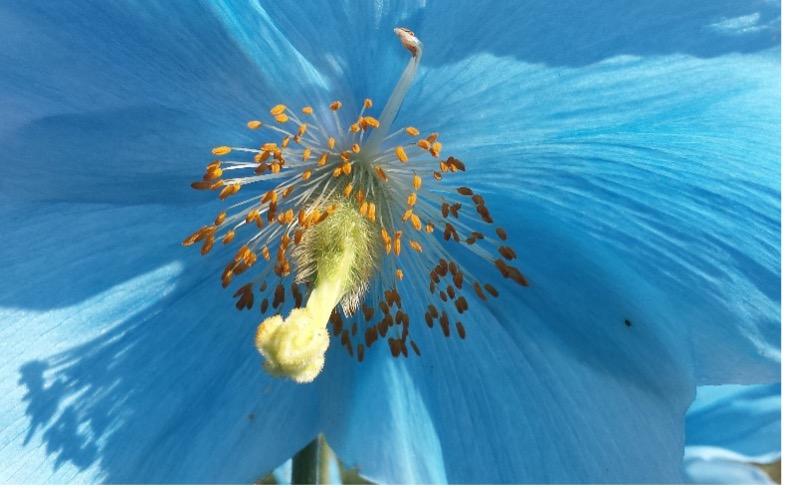  Himmelvalmuesøster (Meconopsis baileyi). 